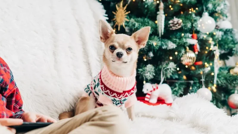 Preparing Your Dog for Holiday Gatherings: Tips for a Stress-Free Holiday